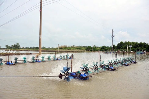 Mô hình nuôi tôm tiết kiệm điện tại Sóc Trăng
