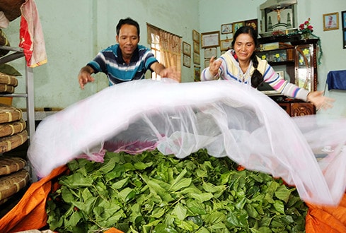 Cuộc sống của gia đình K’ Ché ở thôn 2, xã Lộc Tân đã sang trang với cây dâu, con tằm và đồng vốn chính sách Ảnh: Đức Kiên