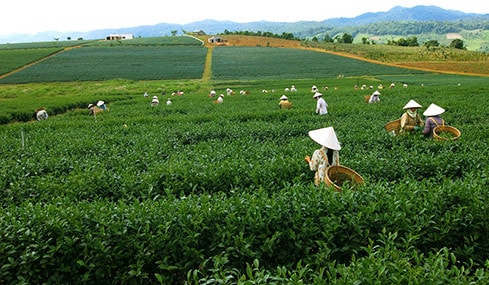 Cánh đồng chuyên canh Trà Ô Long xã Đam'Bri, Thành phố Bảo Lộc