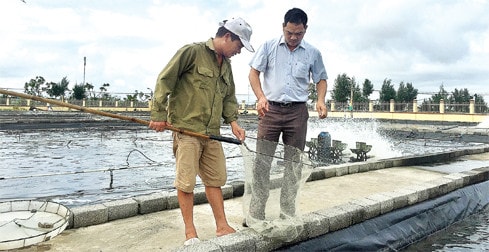 Mô hình nuôi ngao giống xen canh tôm của anh Lê Văn Hưng, xã Giao An, huyện Giao Thủy Ảnh: Đào Cảnh