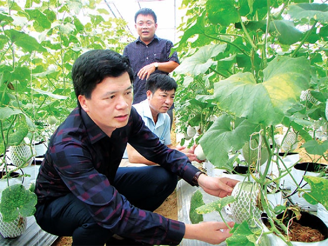 Bí thư Huyện ủy Nguyễn Đình Hùng thăm mô hình dưa Mỹ xã Chi Khê Ảnh: Bá Hậu
