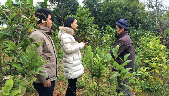 Cây trà hoa vàng đang là loài cây giúp người dân Ba Chẽ gia tăng thu nhập Ảnh: Đào Cảnh