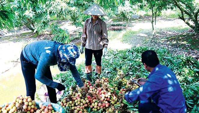 Người dân háo hức thu hoạch vải Ảnh: Thanh Bình