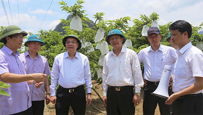 Bộ trưởng Chu Ngọc Anh và Đoàn công tác Bộ Khoa học và Công nghệ cùng các đồng chí lãnh đạo tỉnh đã đến thăm vùng Na Chi Lăng, huyện Chi Lăng, tỉnh Lạng Sơn