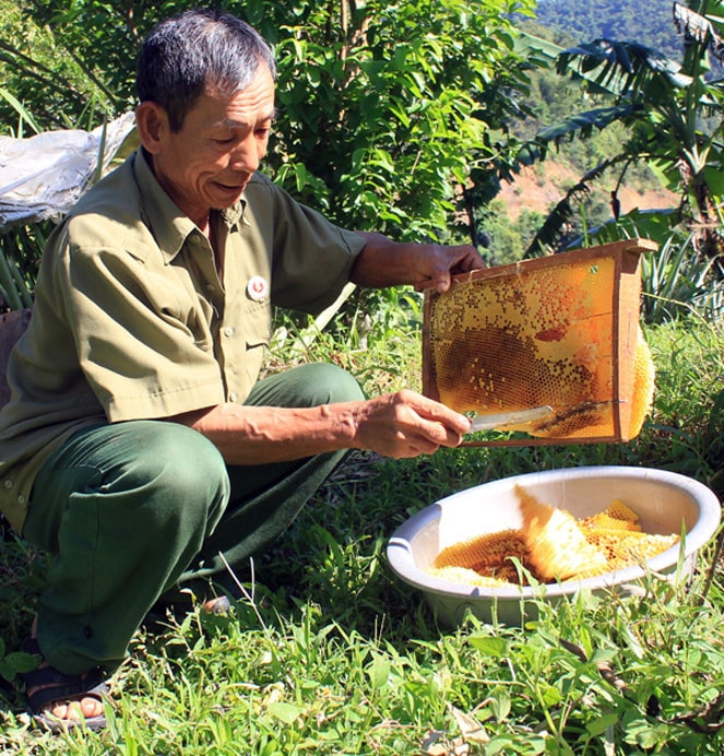 Hội viên Cự chiến binh xã Lâm Sơn, huyện Chi Lăng sử dụng vốn vay ưu đãi để phát triển nuôi ong