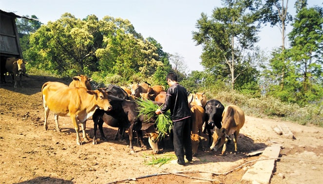 Người dân bản Cao Chải (xã Tà Tổng, Mường Tè) tập trung phát triển chăn nuôi đại gia súc