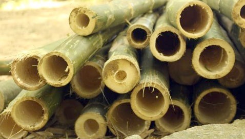 Ở vườn rừng An Nhiên, nhiều loài cây ở nhiều tầng tán chung sống, nương tựa vào nhau, cho thu hoạch hoa trái bốn mùa mà không tốn nhiều công chăm bón. Tre dường như là đặc sản ở miền quê này Những ngôi nhà bằng tre, có nhiều cửa sổ đón ánh nắng, đón gió trời, như một chiếc “điều hoà nhiệt độ tự nhiên” trong những ngày hè. Cuộc sống yên bình trở lại Triêm Tây, từ khi xói lở được kiểm soát Ở An Nhiên, từng chiếc cây đều được nâng niu, vun trồng cẩn thận, với quan điểm “trồng 10 cây sống cả 10, rất khác với việc trồng trăm cây sống 10. Kết quả có thể giống