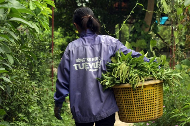 Cô Cao Thị Khuy làm tại Tuệ Viên từ khi nông trang mới thành lập, cô cho biết ở đây cô thấy khoẻ ra vì không khí trong lành. Với cô Khuy “cỏ cũng là một thành viên của khu vườn” Tuệ Viên áp dụng triệt để nguyên tắc xen canh, luân canh, kết hợp các loài cây xua đuổi và dẫn dụ để kiểm soát sâu, bệnh. Những rặng râm bụt và cây chiều tím được trồng quanh vườn để dẫn dụ ốc sên, rệp... và người nông dân sẽ xử lý tập trung. Rau quả ở Tuệ Viên được sản xuất quy trình hữu cơ 