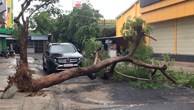 Cây xanh tại thành phố Tuy Hòa bị đổ do bão. (Nguồn: TTXVN)