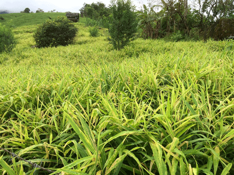 Khu vực trồng gừng ở xã Na Ngoi