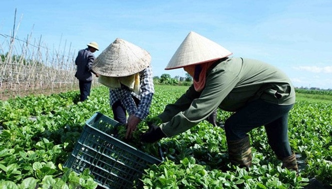 Nông dân tại một hợp tác xã thu hoạch rau sạch. (Ảnh: TTXVN)