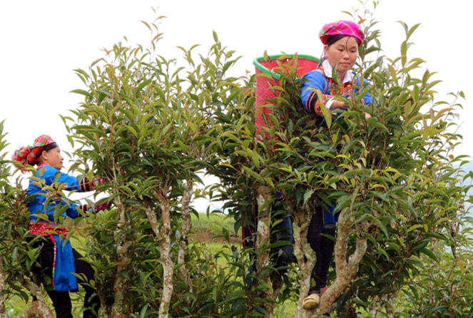 Người dân Tùng Sán, huyện Hoàng Su Phì, Hà Giang thu hái chè
