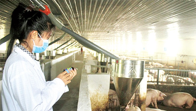 Chú trọng vấn đề an toàn cho việc tái đàn lợn sau dịch tả lợn châu Phi Ảnh: Như Quỳnh