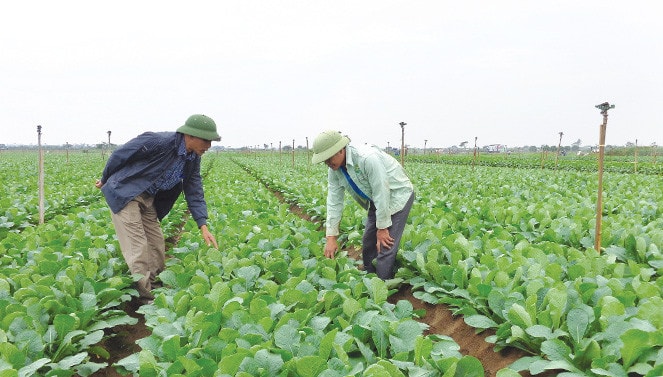 Vùng sản xuất rau an toàn tại HTX Dịch vụ tổng hợp Đông Cao của huyện Mê Linh Ảnh: Đào Cảnh