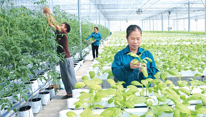 Nhiều HTX nông nghiệp trên địa bàn Hà Nội đã đổi mới công tác tổ chức sản xuất, xây dựng chuỗi liên kết, mang lại hiệu quả kinh tế cao Ảnh: Tường Vy