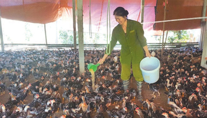 Mô hình chăn nuôi gà theo hướng an toàn sinh học ở xã Đông Yên, huyện Quốc Oai Ảnh: Tường Vy
