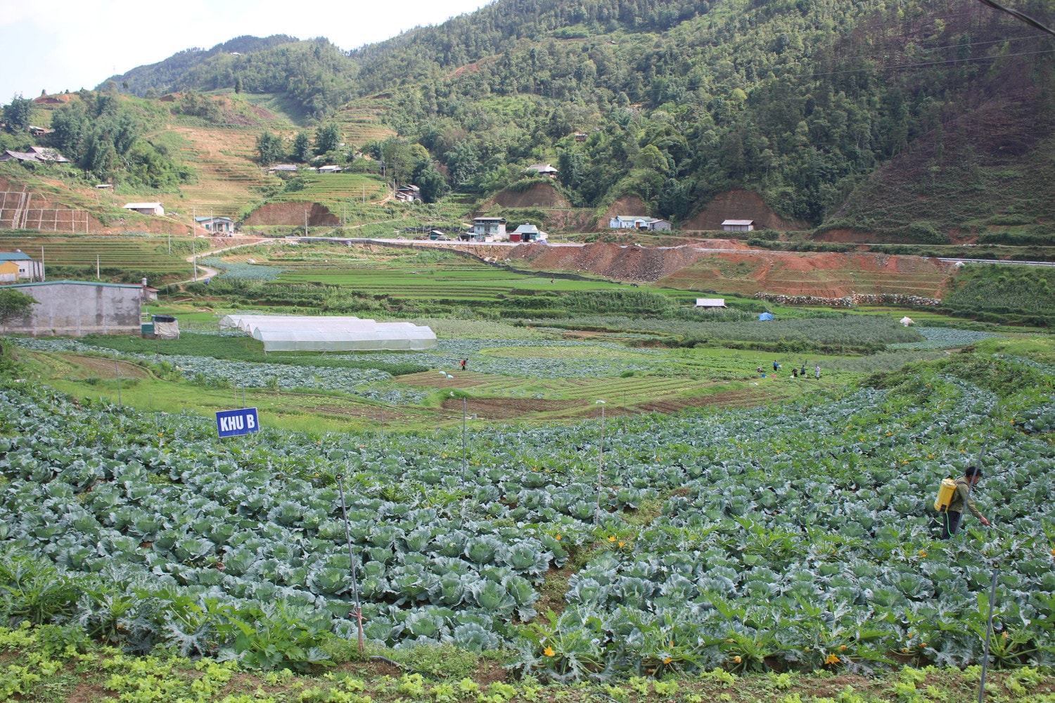 Cánh đồng rau tại Sa Pa