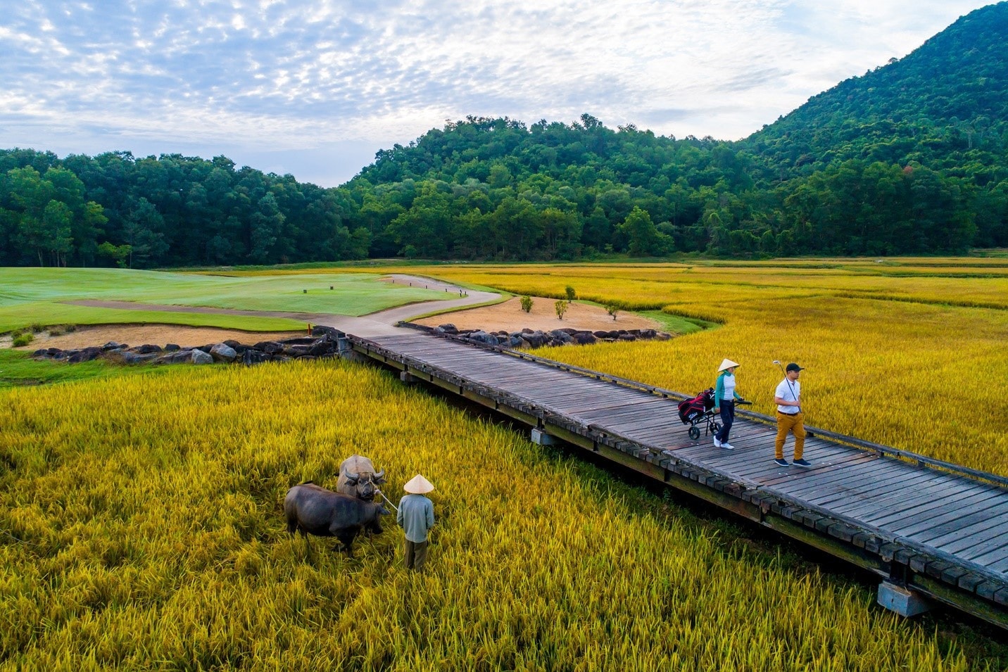 Laguna Golf Lăng Cô độc đáo đi qua cánh đồng vàng óng