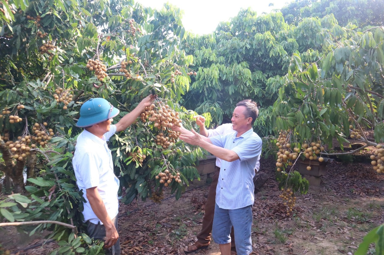 Người dân ở xã Lục Sơn phát triển kinh tế từ cây nhãn mang lại giá trị kinh tế cao