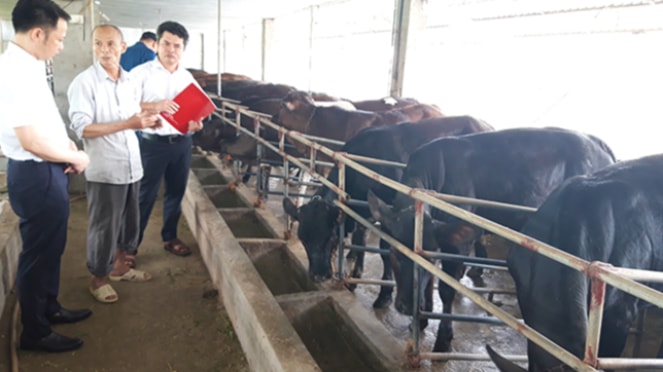 Ông Nguyễn Văn Toàn ở xã Bích Sơn, huyện Việt Yên, Bắc Giang bày tỏ mong muốn mở rộng quy mô nuôi bò với các cán bộ tín dụng Agribank Việt Yên - Ảnh: Bình Nhi