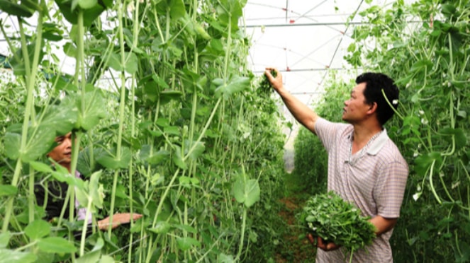 Anh Vàng Thống Cáo thu hoạch rau trong nhà lưới Ảnh: Lê Hải