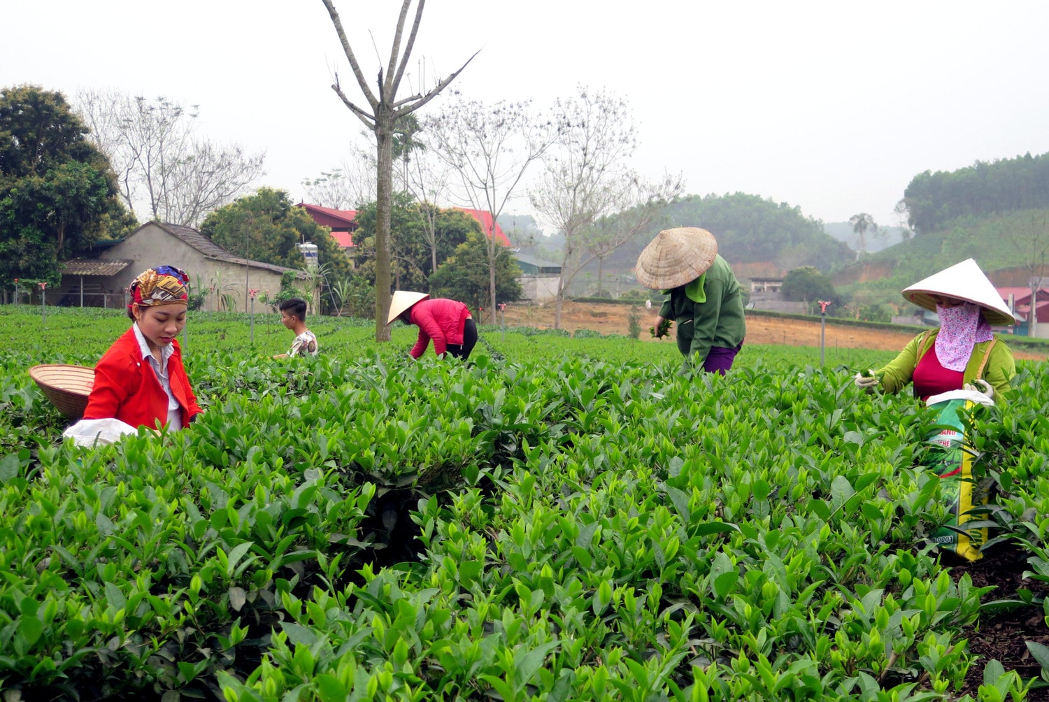 Nhờ phong trào làng mới Saemaul - Hàn Quốc, người dân xóm Phú Nam 1, xã Phú Đô, huyện Phú Lương đã xây dựng được làng nghề chè tiêu biểu Ảnh: Tường Vi