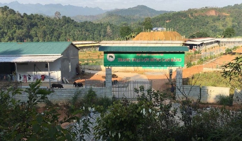 Trang trại chăn nuôi lợn rừng của Hợp tác Thắng Lợi ở Hà Quảng, Cao Bằng đem lại hiệu quả kinh tế cao