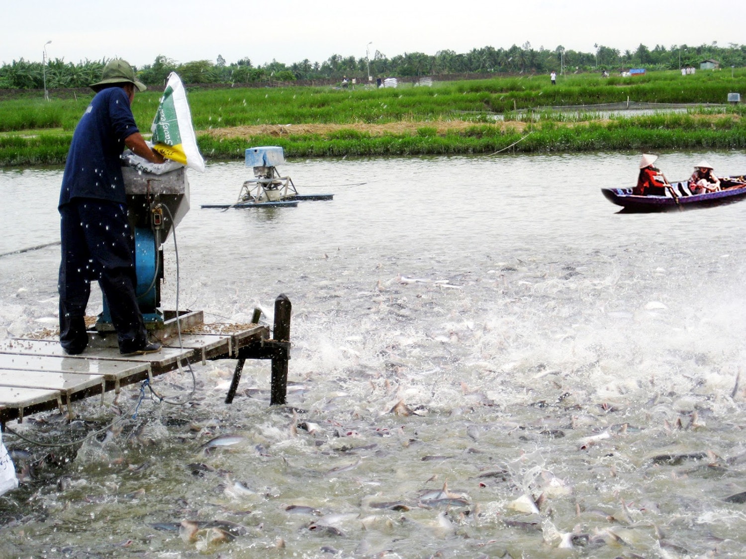 Giải pháp nuôi thủy sản trong điều kiện biến đổi khí hậu ở đồng bằng sông Cửu Long