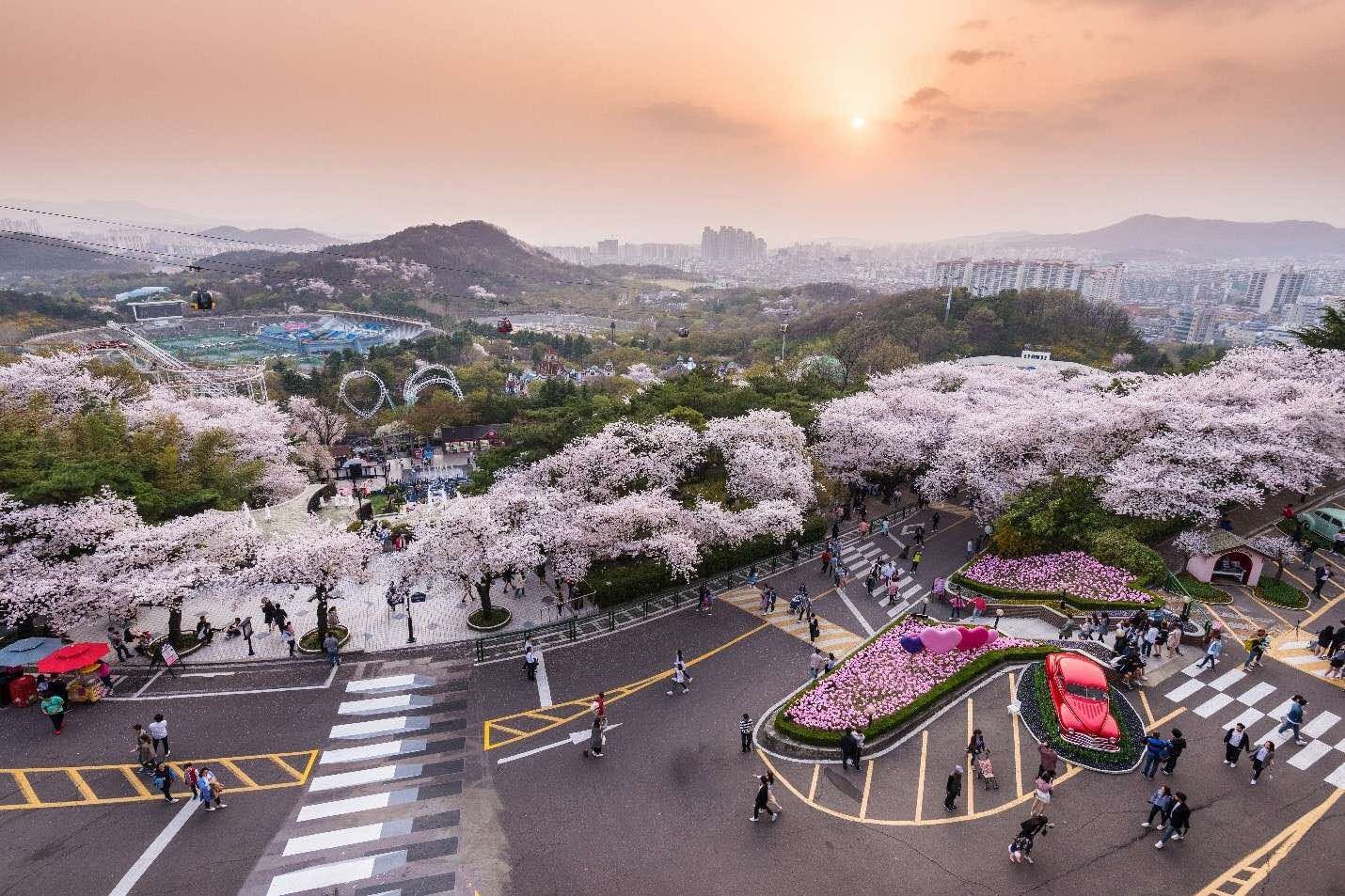 Khách hàng thỏa thích được chiêm ngưỡng mùa hoa trên đường phố Hàn Quốc