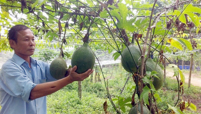 Nhiều mô hình kinh tế mang lại hiệu quả cao trên địa bàn thị xã Sơn Tây, Hà Nội. Ảnh: Tường Vy