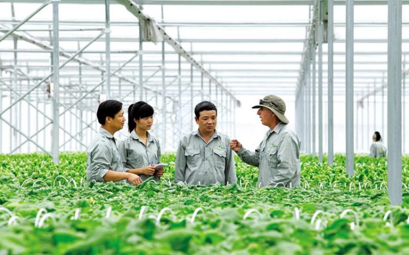 Toàn tỉnh Bình Định có 27 HTX nông nghiệp sản xuất kinh doanh gắn với chuỗi giá trị. Nguồn: ITN