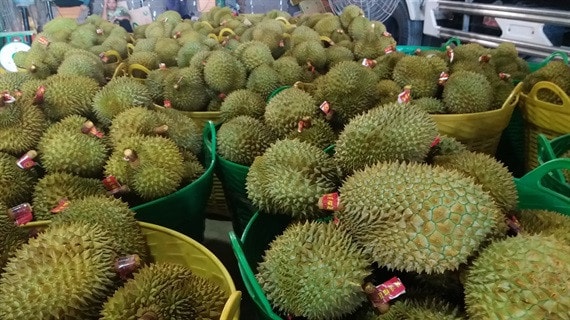 Sầu riêng ở Cai Lậy được gắn mác truy xuất nguồn gốc và được công nhận nhãn hiệu tập thế (năm 2019)