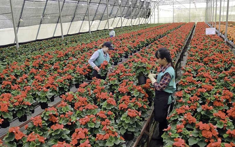 Chỉ tính nhu cầu trong nước 5 năm gần đây, bình quân nhu cầu về hoa, cây cảnh tăng 15%/năm. Ảnh: ITN