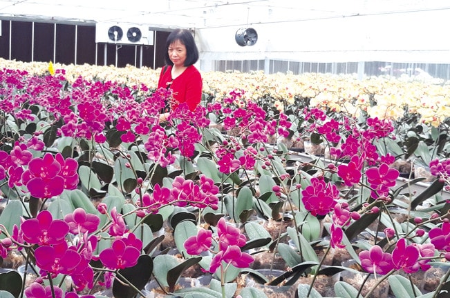 Một mô hình ứng dụng công nghệ cao, sản xuất hoa lan hồ điệp tại huyện Thủy Nguyên, TP Hải Phòng. Ảnh: ITN