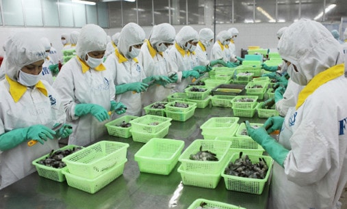 Chế biến tôm xuất khẩu Nguồn: ITN