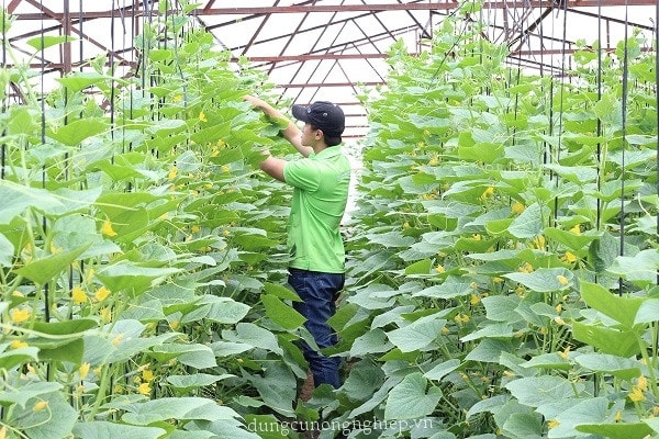 Sau 2 năm triển khai Chương trình OCOP, Bắc Ninh đạt nhiều kết quả tích cực