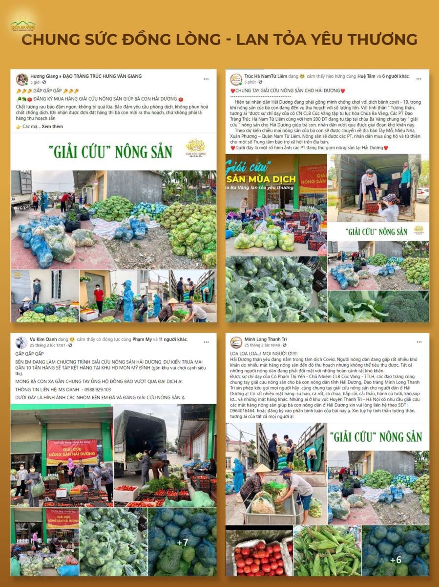 Nhiều giải pháp chung sức đồng lòng giải cứu nông sản Hải Dương