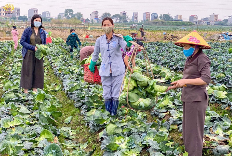 ... xuống đồng cùng nông dân thu hoạch nông sản mang đi tiêu thụ