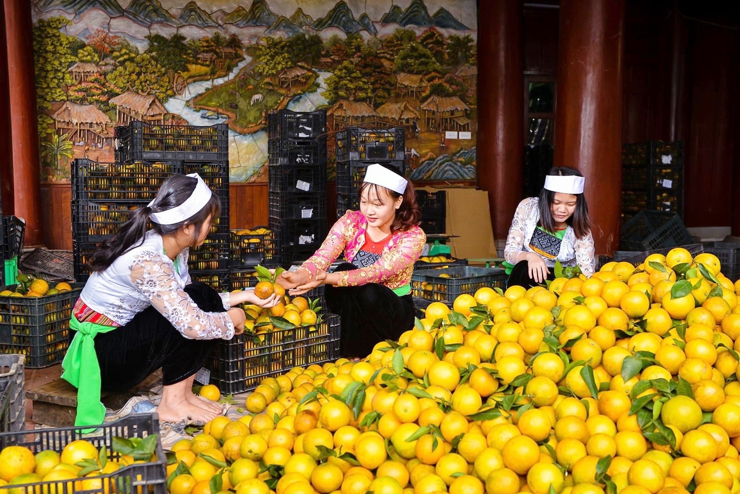 Nhiều mô hình nông nghiệp góp phần thúc đẩy phát triển kinh tế - xã hội vùng DTTS tỉnh Hoà Bình