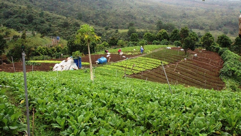 Mô hình trồng rau hữu cơ tại trang trại Hoa Viên, huyện Thạch Thất