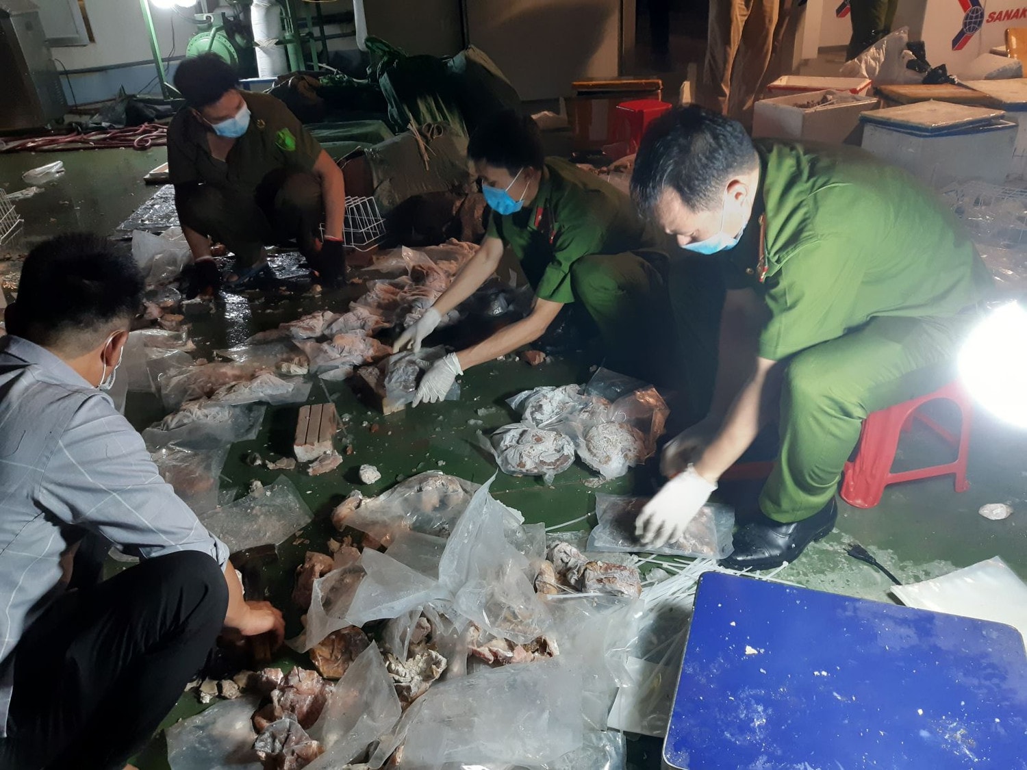 ma túy được lực lượng nghiệp vụ C04 ( Bộ Công an) phát hiện được nhét trong dạ dày heo