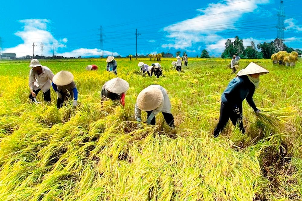 Đồng Nai đã chuyển đổi 3.054,14 ha đất trồng lúa sang cây ăn trái. Nguồn: ITN