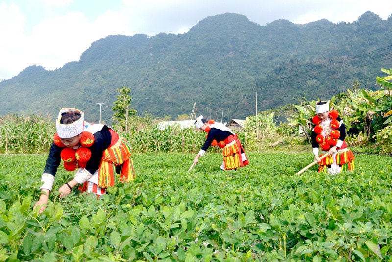 Phụ nữ dân tộc thiểu số xã Phúc Sơn (tỉnh Tuyên Quang) phát triển vùng lạc hàng hóa góp phần giảm nghèo, xây dựng nông thôn mới Nguồn: ITN