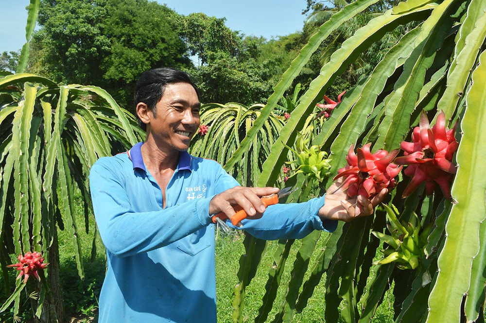 Đầu tư chế biến sâu là giải pháp căn cơ để tiêu thụ nông sản Nguồn: ITN