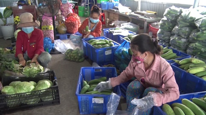 Hợp tác xã Nông nghiệp Mỹ Thạnh sơ chế rau phục vụ tiêu dùng của người dân