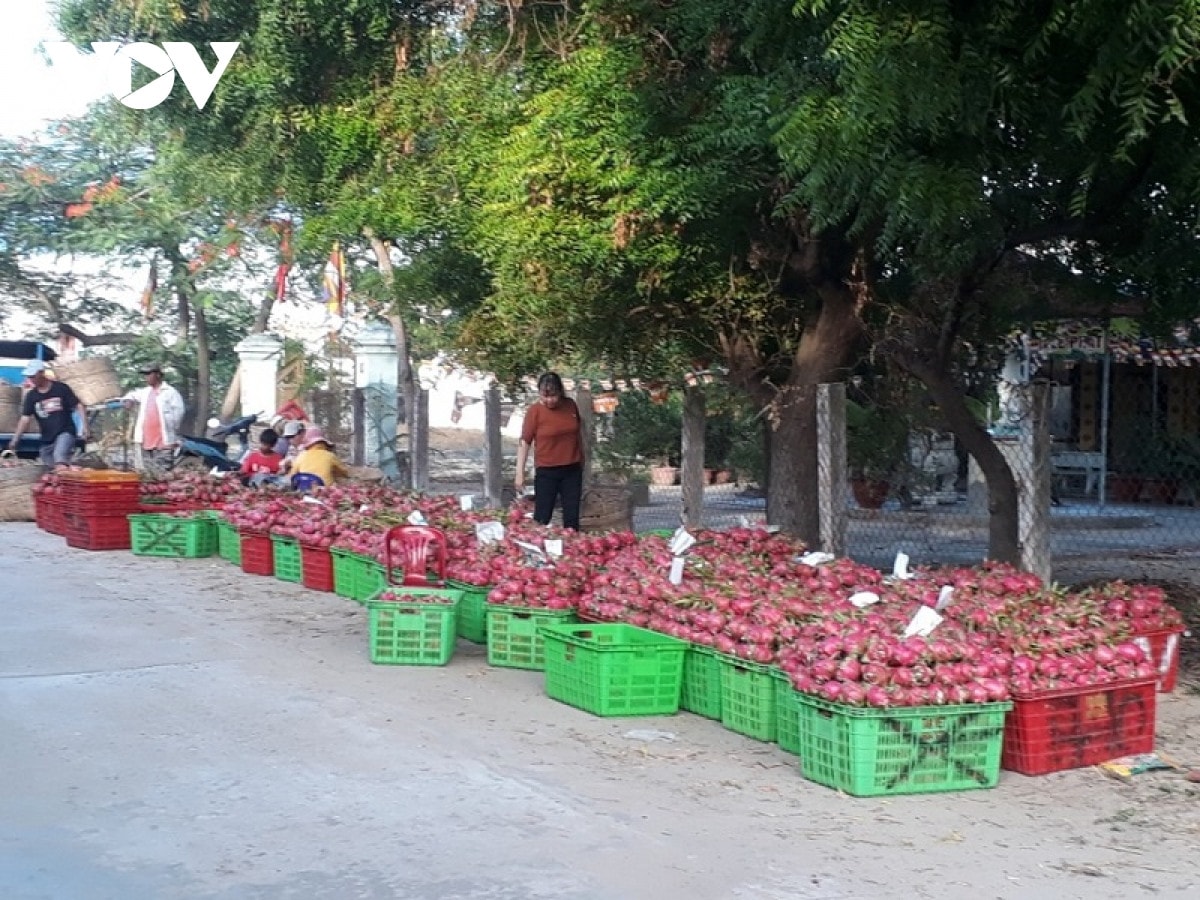 Trái thanh tươi hiện đang thu mua với giá rất thấp