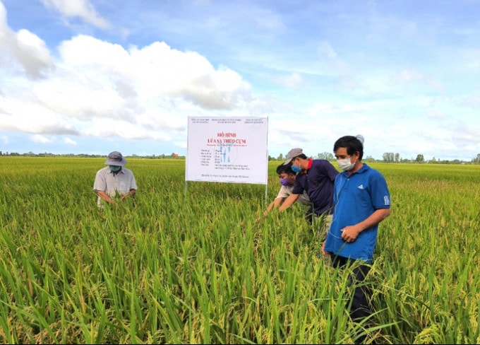 Ruộng lúa sạ theo khóm (54 kg/ha) của hộ ông Nguyễn Quang Hưng tại huyện Vĩnh Thạnh, TP Cần Thơ thuộc chương trình canh tác lúa thông minh vụ hè thu 2021