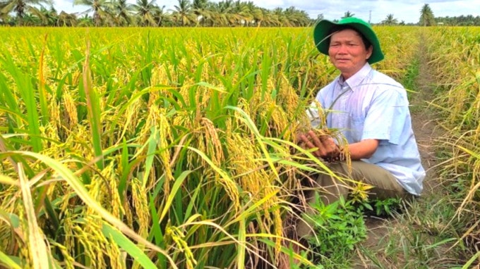 Ruộng sạ theo khóm 60kg/ha của ông Phan Văn Vinh tại huyện Vũng Liêm, tỉnh Vĩnh Long thuộc Chương trình Canh tác lúa thông minh vụ hè thu 2021