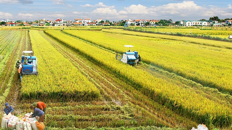 Nông dân nhanh chóng làm quen với sản xuất hàng hóa, chủ động sáng tạo và áp dụng có hiệu quả khoa học - kỹ thuật