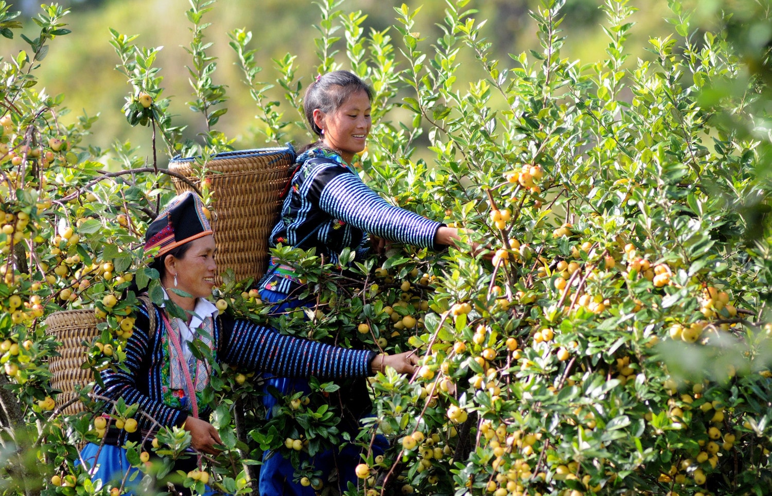 	Nhiều chính sách đã đem lại hiệu quả kinh tế cao, giúp đồng bào thoát nghèo và phát triển bền vững - Ảnh: TTXVN